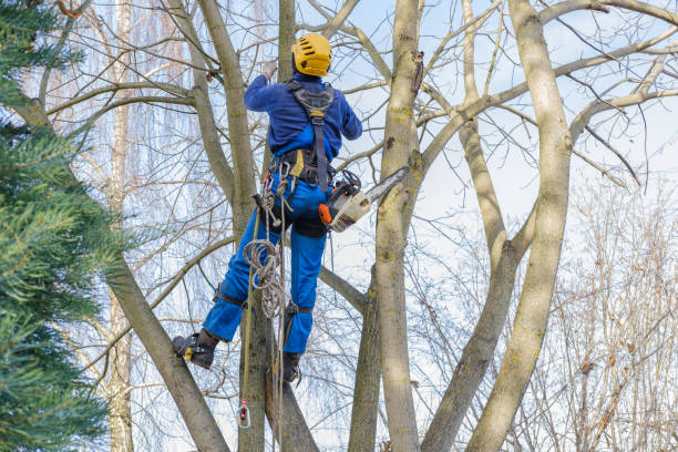 How Our Tree Care Process Works  in  Bloomington, IN