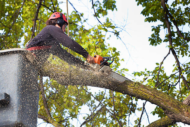 Best Palm Tree Trimming  in Bloomgton, IN